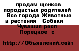 продам щенков породистых родителей - Все города Животные и растения » Собаки   . Чувашия респ.,Порецкое. с.